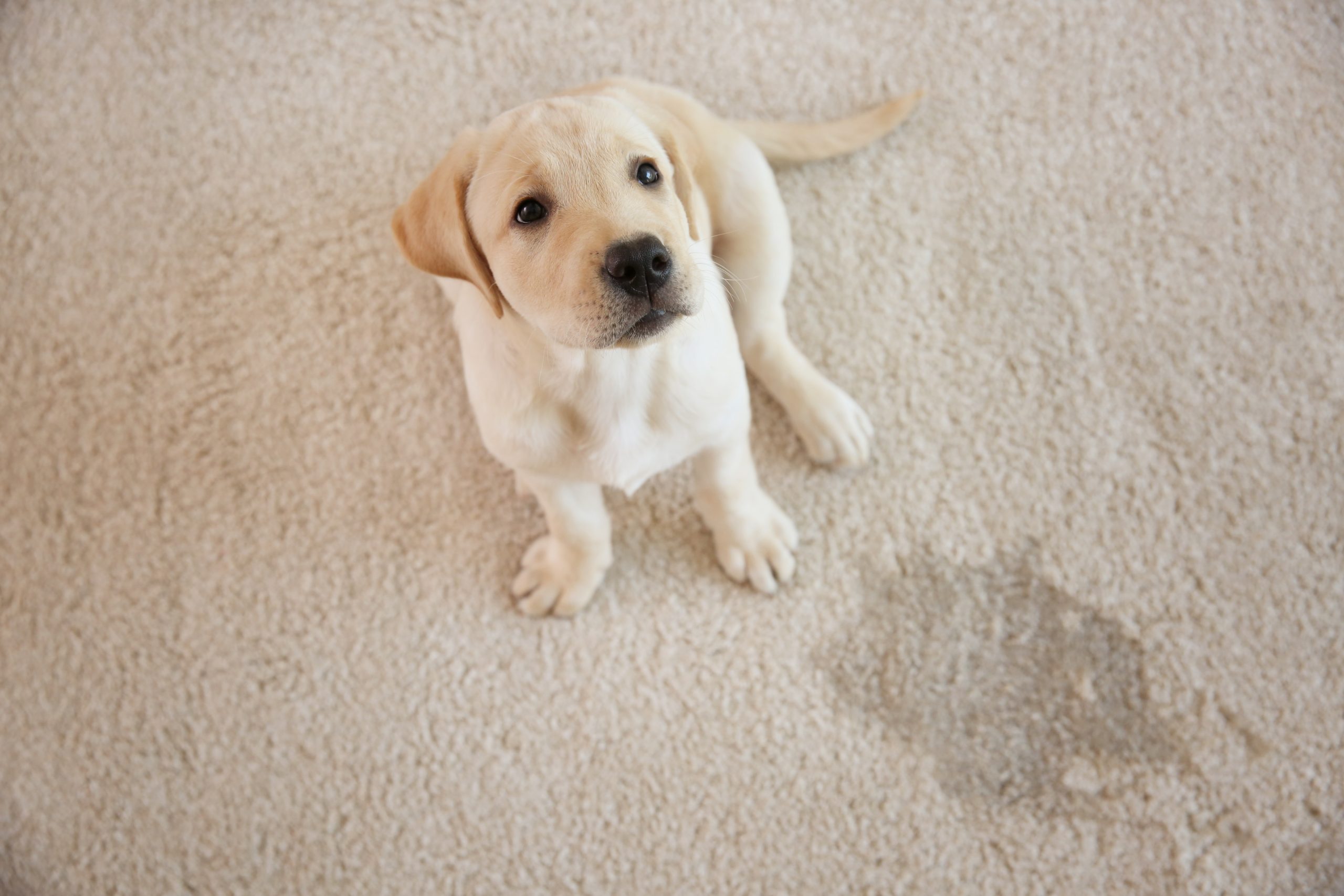 Cute,Puppy,Sitting,On,Carpet,Near,Wet,Spot